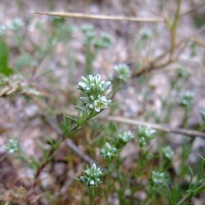 Photographie n°304300 du taxon Scleranthus perennis L. [1753]