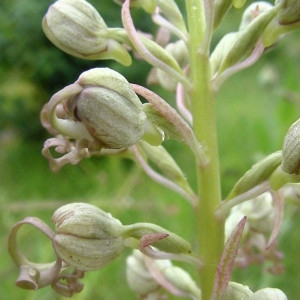 Photographie n°304321 du taxon Himantoglossum hircinum (L.) Spreng. [1826]