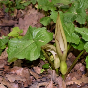 Photographie n°304322 du taxon Arum maculatum L. [1753]