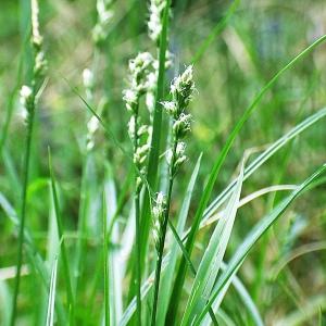 Photographie n°304347 du taxon Carex divulsa Stokes [1787]