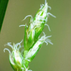 Photographie n°304350 du taxon Carex divulsa Stokes [1787]