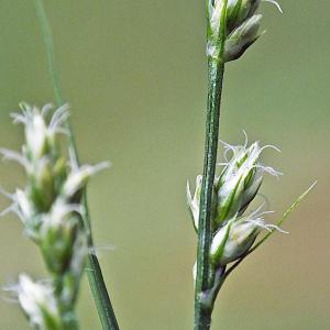 Photographie n°304351 du taxon Carex divulsa Stokes [1787]