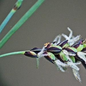 Carex panicea var. microcarpa Sond. ex W.D.J.Koch (Laiche bleuâtre)