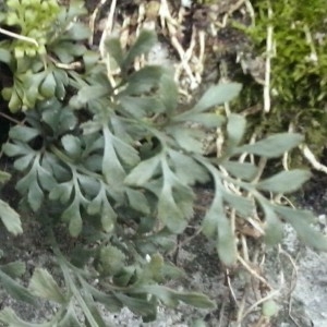 Photographie n°304394 du taxon Asplenium ruta-muraria subsp. ruta-muraria 