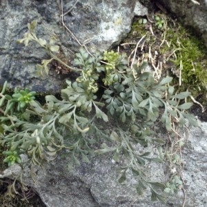 Photographie n°304395 du taxon Asplenium ruta-muraria subsp. ruta-muraria 