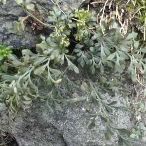 Photographie n°304396 du taxon Asplenium ruta-muraria subsp. ruta-muraria 