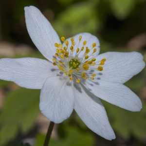 Photographie n°304461 du taxon Anemone nemorosa L. [1753]