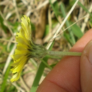 Photographie n°304466 du taxon Hieracium pilosella L. [1753]