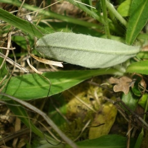 Photographie n°304468 du taxon Hieracium pilosella L. [1753]