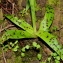  Gérard Leveslin - Orchis mascula (L.) L. [1755]