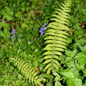 Photographie n°304537 du taxon Polystichum setiferum (Forssk.) T.Moore ex Woyn. [1913]