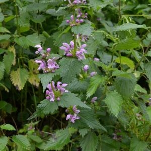 Photographie n°304552 du taxon Lamium maculatum (L.) L. [1763]