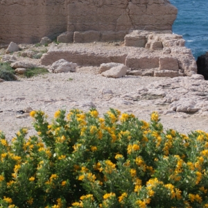 Photographie n°304682 du taxon Medicago arborea L. [1753]