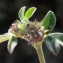  Liliane Roubaudi - Trifolium scabrum L. [1753]