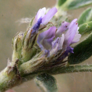 Tragacantha sesameus (L.) Kuntze (Astragale faux sésame)