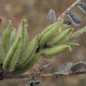 Photographie n°304807 du taxon Astragalus sesameus L. [1753]