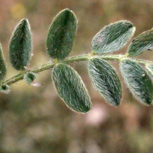 Photographie n°304811 du taxon Astragalus sesameus L. [1753]