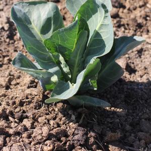 Photographie n°304866 du taxon Brassica oleracea L. [1753]