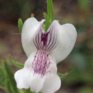 Photographie n°305174 du taxon Misopates calycinum Rothm. [1956]