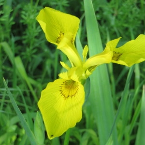 Photographie n°305258 du taxon Iris pseudacorus L.