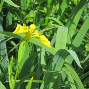 Photographie n°305261 du taxon Iris pseudacorus L.