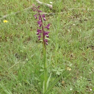 Photographie n°305278 du taxon Anacamptis laxiflora (Lam.) R.M.Bateman, Pridgeon & M.W.Chase [1997]