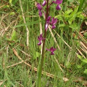 Photographie n°305279 du taxon Anacamptis laxiflora (Lam.) R.M.Bateman, Pridgeon & M.W.Chase [1997]