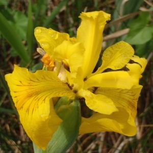 Photographie n°305283 du taxon Iris pseudacorus L. [1753]