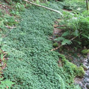 Photographie n°305287 du taxon Chrysosplenium oppositifolium L. [1753]