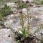  Liliane Roubaudi - Ophrys pseudoscolopax (Moggr.) Paulus & Gack [1999]