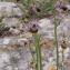  Liliane Roubaudi - Ophrys pseudoscolopax (Moggr.) Paulus & Gack [1999]