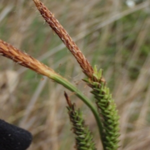 Photographie n°305307 du taxon Carex elata subsp. elata