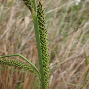  - Carex elata subsp. elata