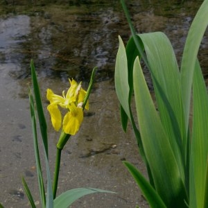 Photographie n°305467 du taxon Iris pseudacorus L. [1753]