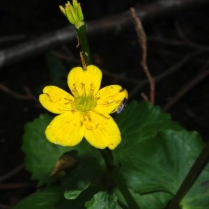 Photographie n°305475 du taxon Caltha palustris L. [1753]