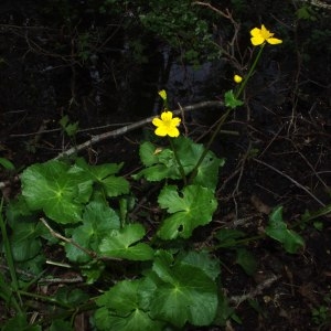 Photographie n°305476 du taxon Caltha palustris L. [1753]