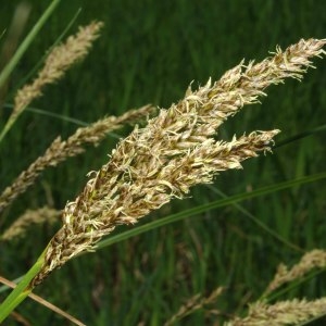 Photographie n°305477 du taxon Carex paniculata L. [1755]