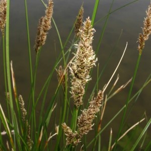 Photographie n°305482 du taxon Carex paniculata L. [1755]