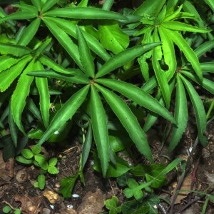 Photographie n°305483 du taxon Helleborus foetidus L. [1753]