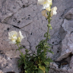 Photographie n°305491 du taxon Antirrhinum majus L. [1753]