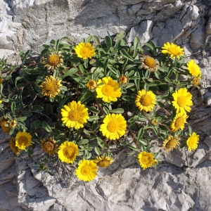 Photographie n°305497 du taxon Asteriscus maritimus (L.) Less. [1832]