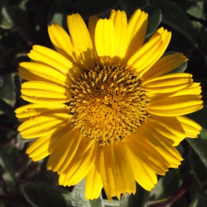 Photographie n°305499 du taxon Asteriscus maritimus (L.) Less. [1832]