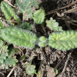 Photographie n°305511 du taxon Stachys officinalis (L.) Trévis. [1842]