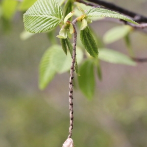 Photographie n°305527 du taxon Ostrya carpinifolia Scop. [1772]