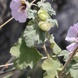 Photographie n°305583 du taxon Lavatera maritima Gouan [1773]