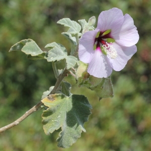 Photographie n°305584 du taxon Lavatera maritima Gouan [1773]