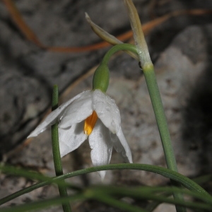 Photographie n°305598 du taxon Acis nicaeensis (Ardoino) Lledo, A.P.Davis & M.B.Crespo