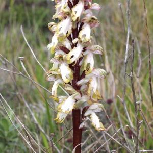 Photographie n°305606 du taxon Barlia robertiana (Loisel.) Greuter