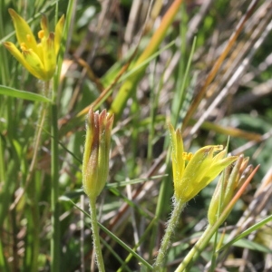 Photographie n°305628 du taxon Gagea lacaitae A.Terracc.