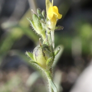 Photographie n°305635 du taxon Linaria simplex (Willd.) DC.